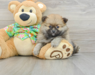 8 week old Pomeranian Puppy For Sale - Simply Southern Pups