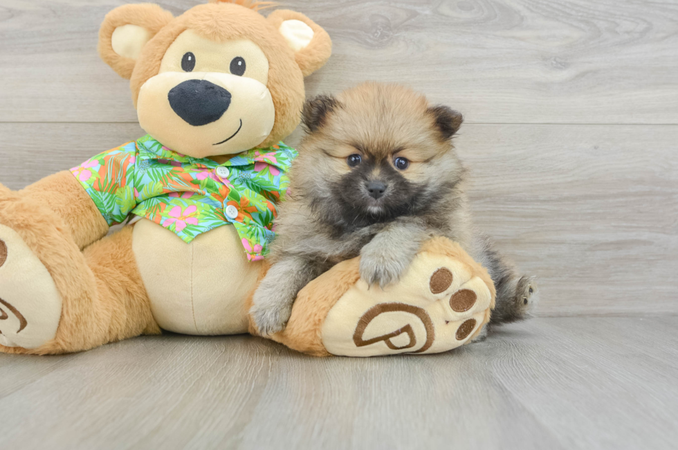 5 week old Pomeranian Puppy For Sale - Simply Southern Pups