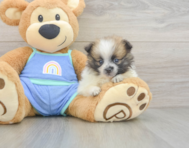 8 week old Pomeranian Puppy For Sale - Simply Southern Pups