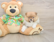 6 week old Pomeranian Puppy For Sale - Simply Southern Pups