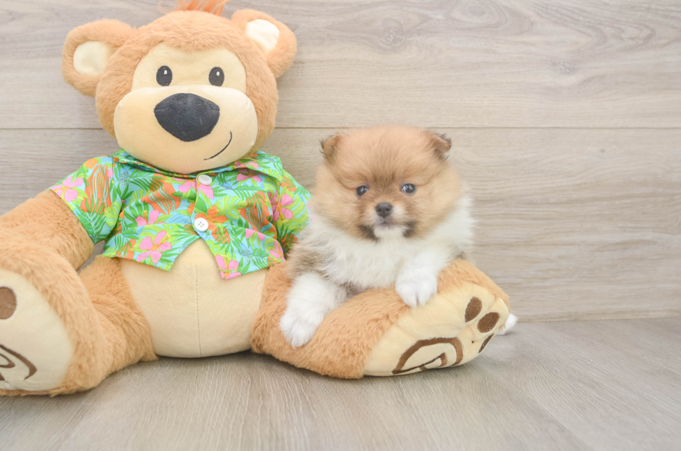 5 week old Pomeranian Puppy For Sale - Simply Southern Pups