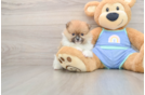Popular Pomeranian Purebred Pup