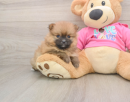 8 week old Pomeranian Puppy For Sale - Simply Southern Pups