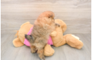 Funny Pomeranian Purebred Pup