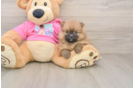 Akc Registered Pomeranian Purebred Pup