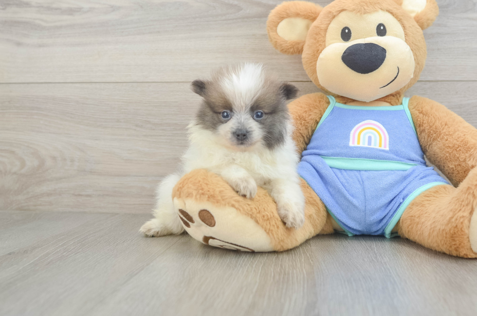 5 week old Pomeranian Puppy For Sale - Simply Southern Pups