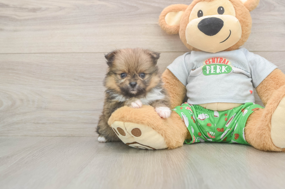 6 week old Pomeranian Puppy For Sale - Simply Southern Pups