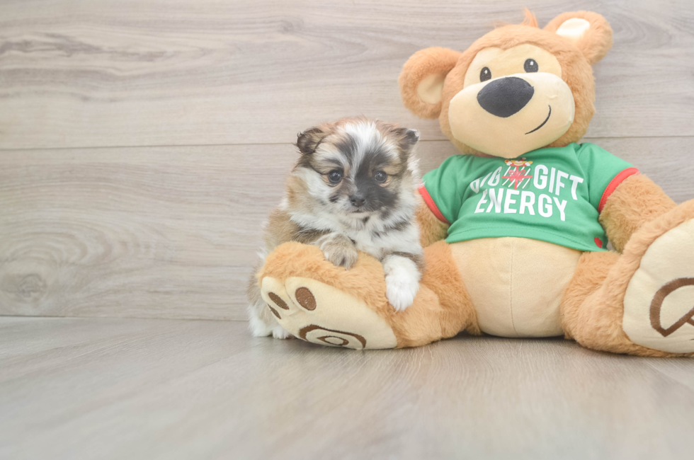 5 week old Pomeranian Puppy For Sale - Simply Southern Pups