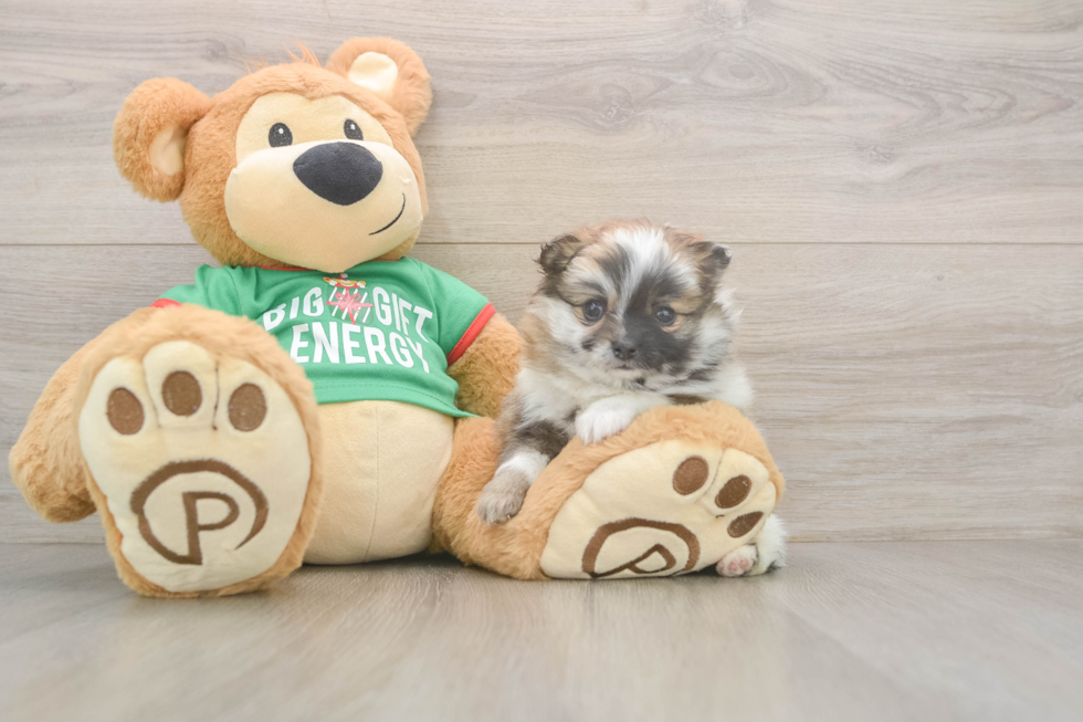 Best Pomeranian Baby