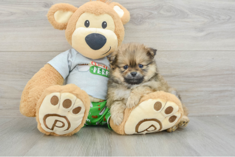 Funny Pomeranian Purebred Pup