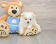 9 week old Pomeranian Puppy For Sale - Simply Southern Pups