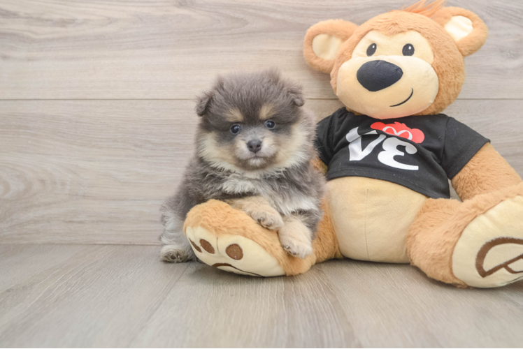 Playful Pomeranian Baby