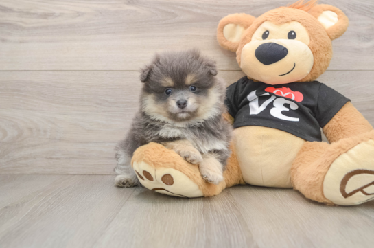 Playful Pomeranian Baby