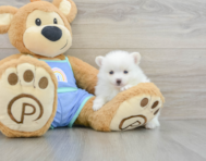 7 week old Pomeranian Puppy For Sale - Simply Southern Pups