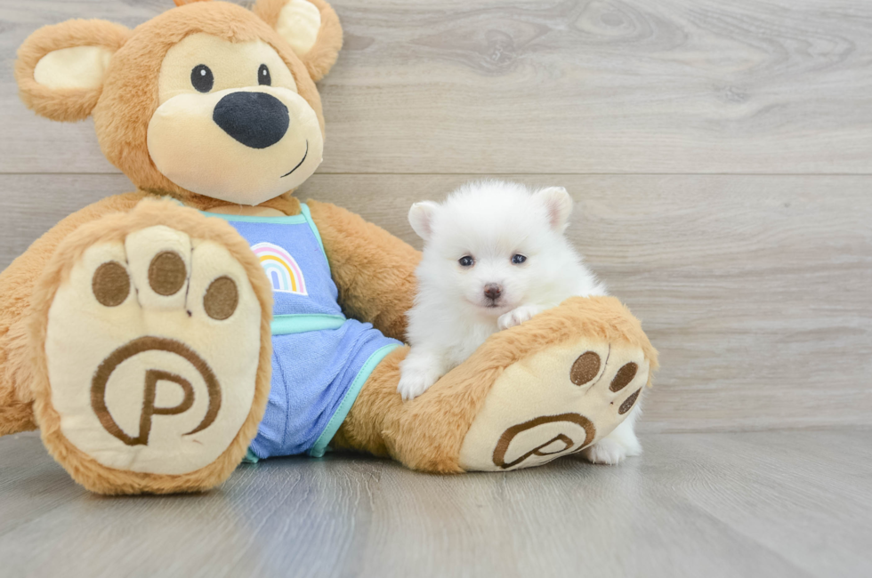 5 week old Pomeranian Puppy For Sale - Simply Southern Pups