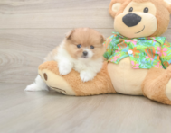 7 week old Pomeranian Puppy For Sale - Simply Southern Pups