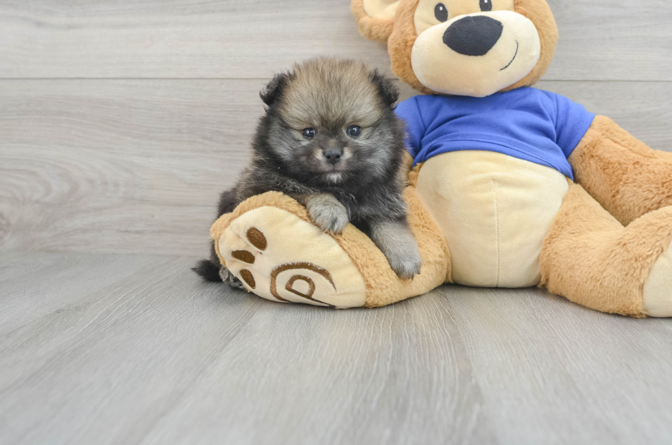 6 week old Pomeranian Puppy For Sale - Simply Southern Pups
