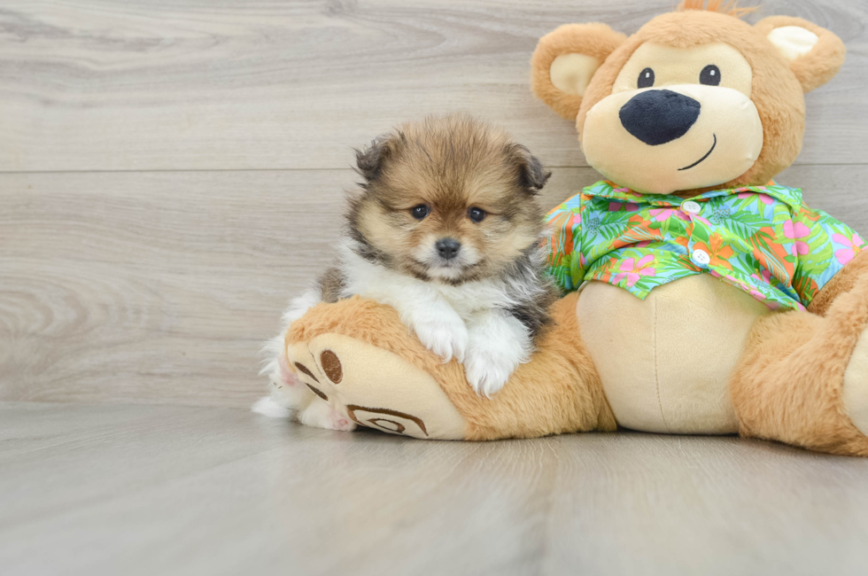 5 week old Pomeranian Puppy For Sale - Simply Southern Pups