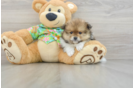 Pomeranian Puppy for Adoption