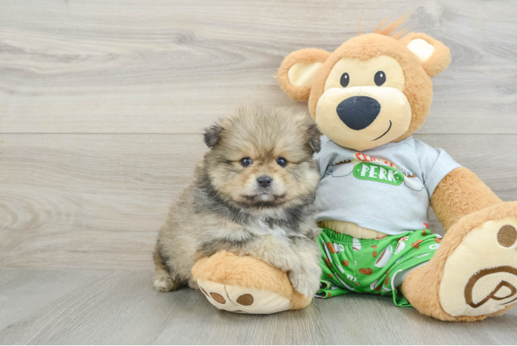 Best Pomeranian Baby