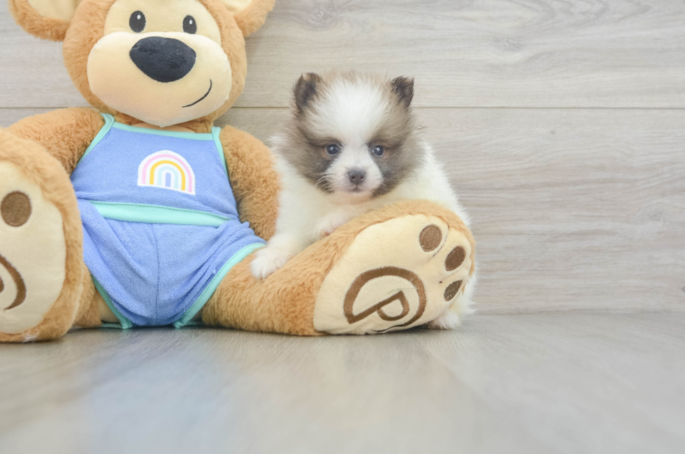 5 week old Pomeranian Puppy For Sale - Simply Southern Pups