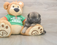 6 week old Pomeranian Puppy For Sale - Simply Southern Pups