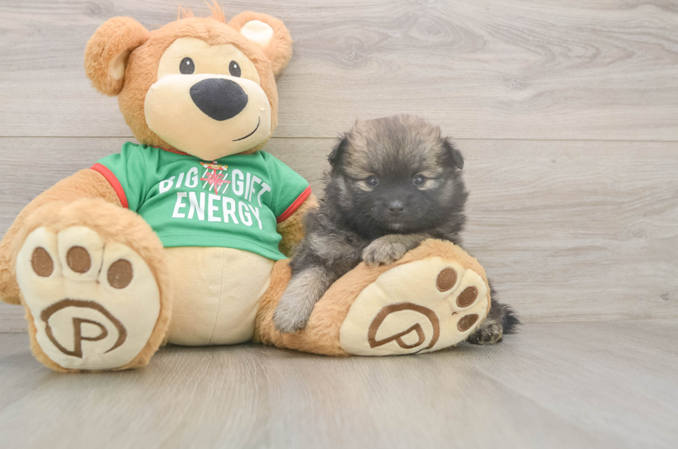 5 week old Pomeranian Puppy For Sale - Simply Southern Pups