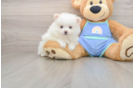 Pomeranian Puppy for Adoption