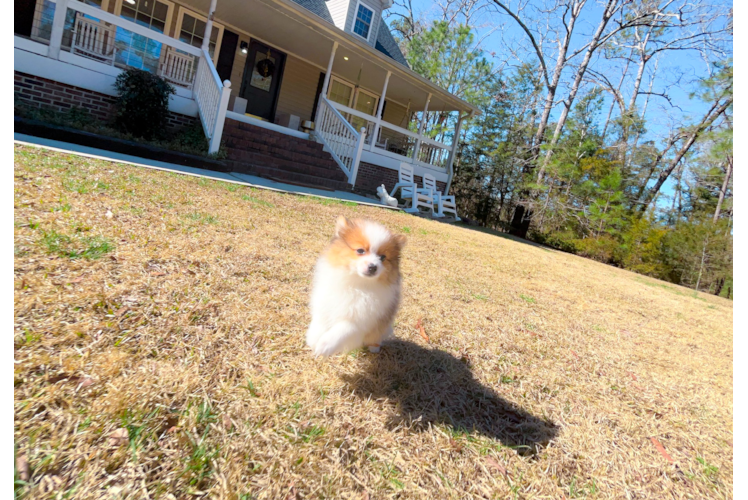Pomeranian Pup Being Cute
