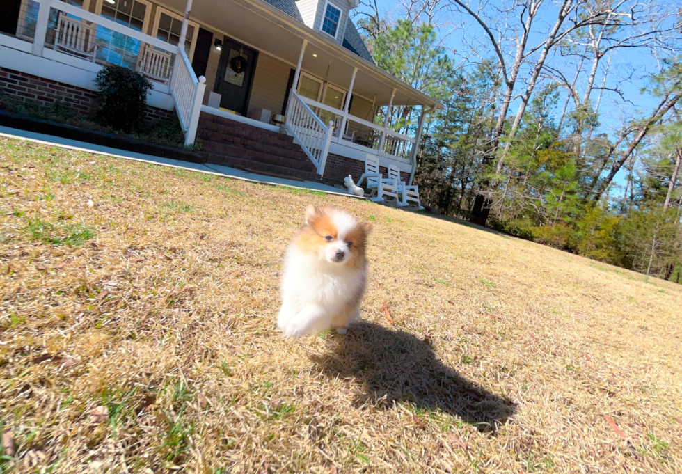 Pomeranian Pup Being Cute