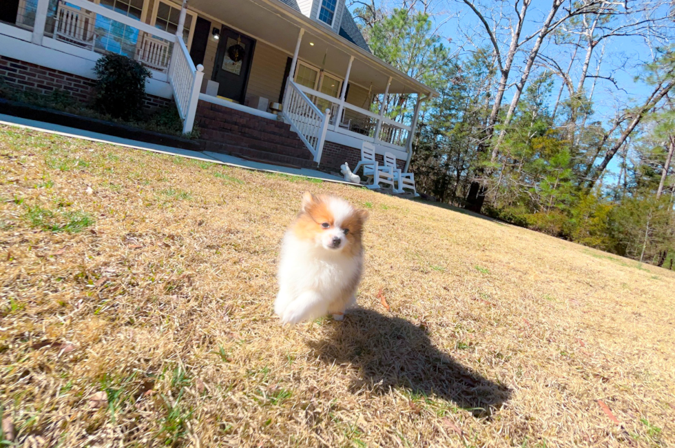 11 week old Pomeranian Puppy For Sale - Simply Southern Pups