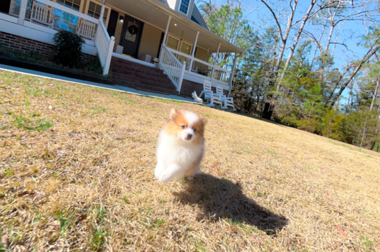 Pomeranian Pup Being Cute