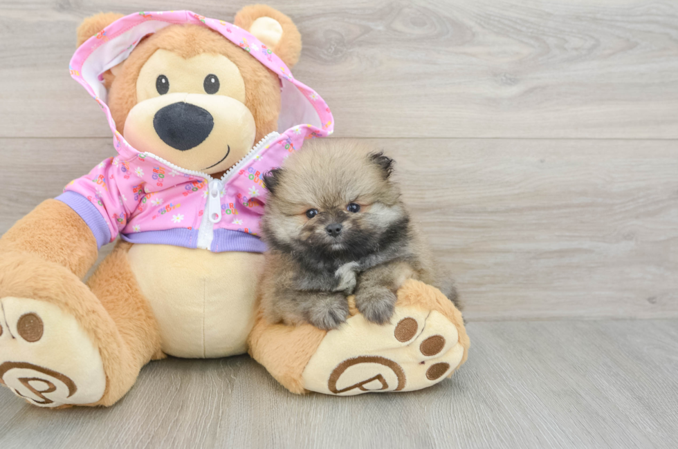 7 week old Pomeranian Puppy For Sale - Simply Southern Pups