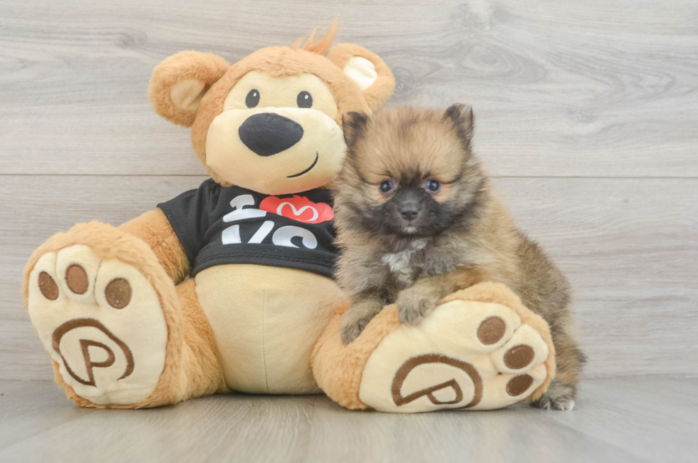 6 week old Pomeranian Puppy For Sale - Simply Southern Pups