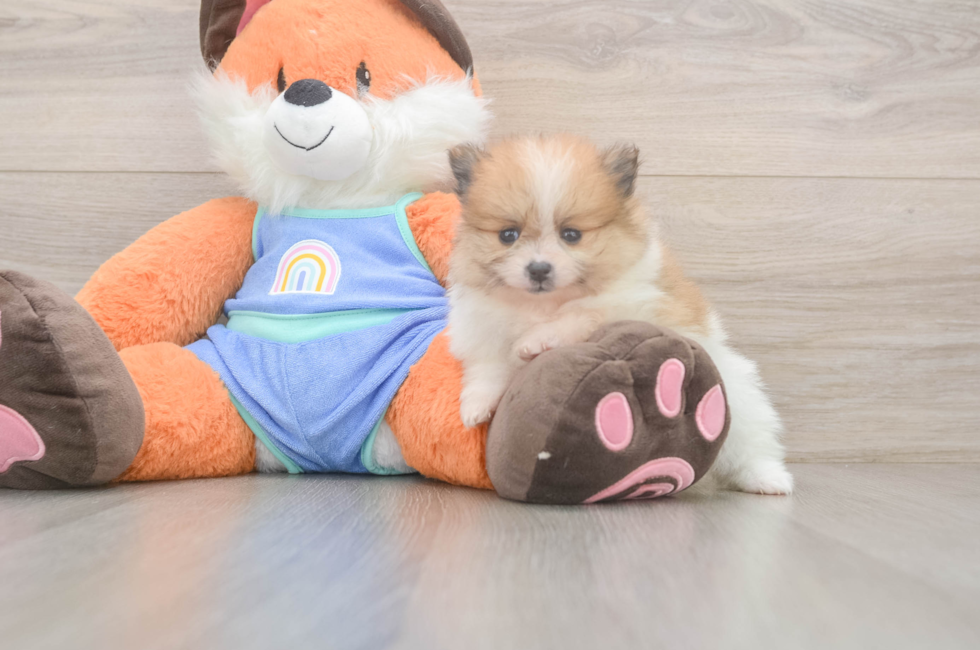 5 week old Pomeranian Puppy For Sale - Simply Southern Pups