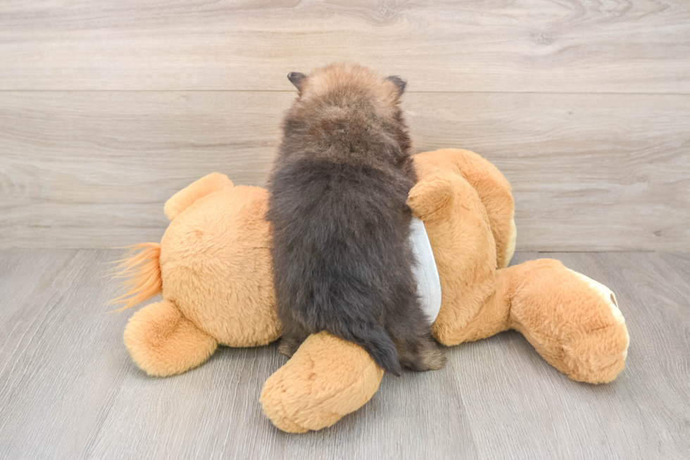 Pomeranian Puppy for Adoption