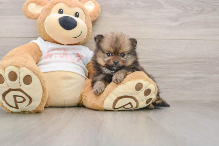 Funny Pomeranian Purebred Pup