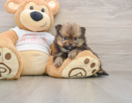 8 week old Pomeranian Puppy For Sale - Simply Southern Pups