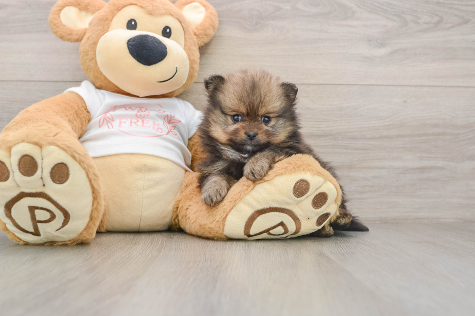 Funny Pomeranian Purebred Pup