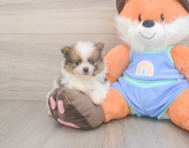 7 week old Pomeranian Puppy For Sale - Simply Southern Pups