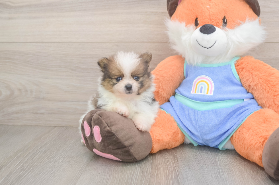 5 week old Pomeranian Puppy For Sale - Simply Southern Pups