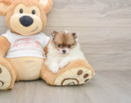 8 week old Pomeranian Puppy For Sale - Simply Southern Pups
