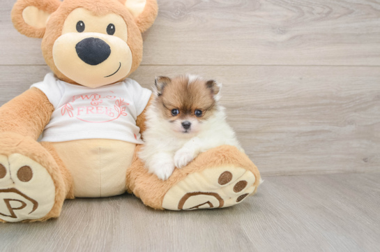 Pomeranian Puppy for Adoption