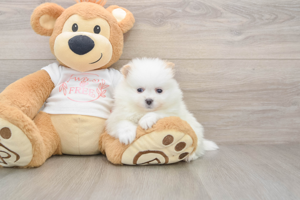 Small Pomeranian Purebred Pup
