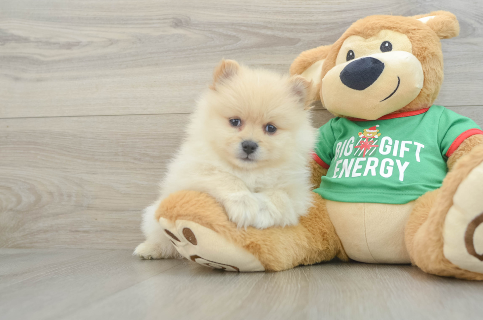 7 week old Pomeranian Puppy For Sale - Simply Southern Pups