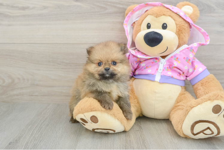Pomeranian Pup Being Cute