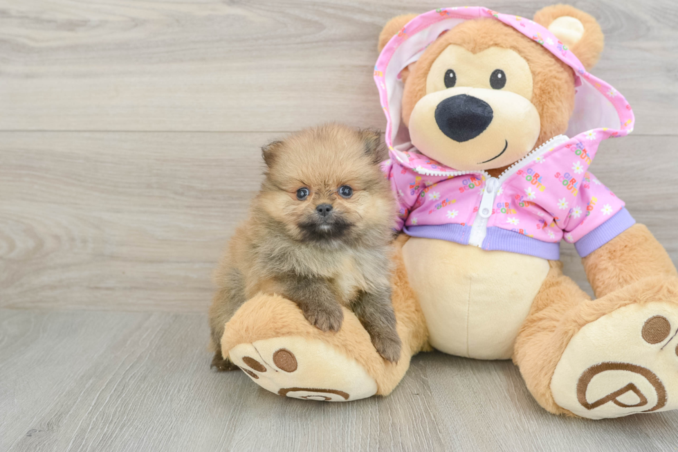 Pomeranian Pup Being Cute