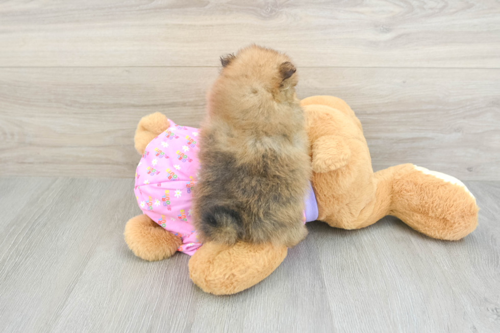 Pomeranian Pup Being Cute