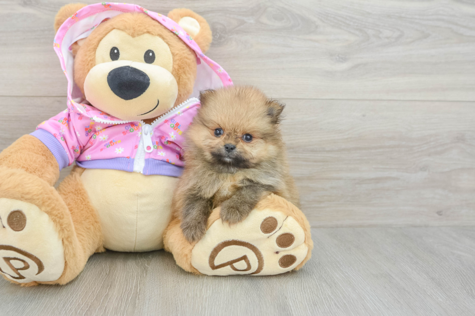 Playful Pomeranian Baby