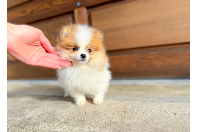 Pomeranian Puppy for Adoption